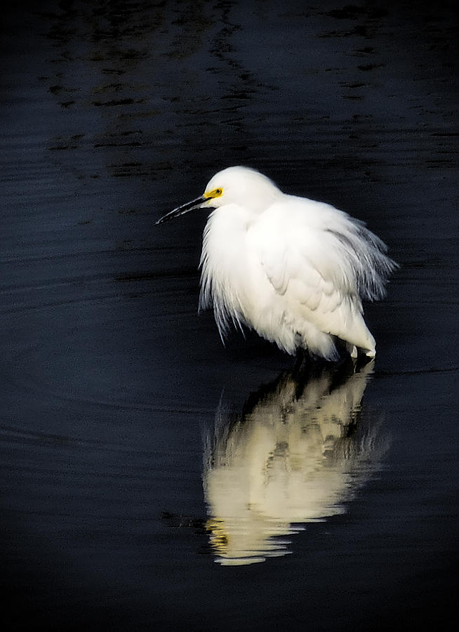 Snowy Egret  #1 Photograph by Saija Lehtonen