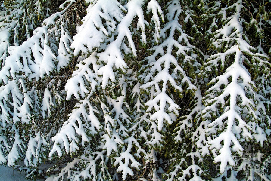 Nature Photograph - Snowy fir tree #1 by Sami Sarkis