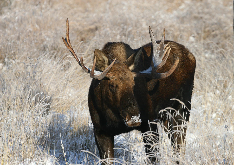 Moose Photograph - Snowy Nose #1 by Doug Lloyd