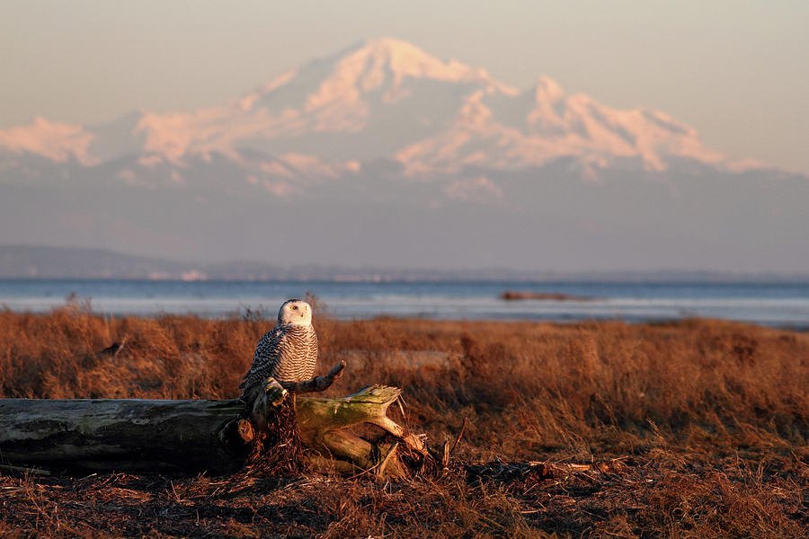 Snowy owl at sunset  #1 Photograph by Pierre Leclerc Photography