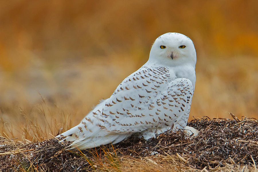 Snowy Owl #1 Photograph by Dale J Martin