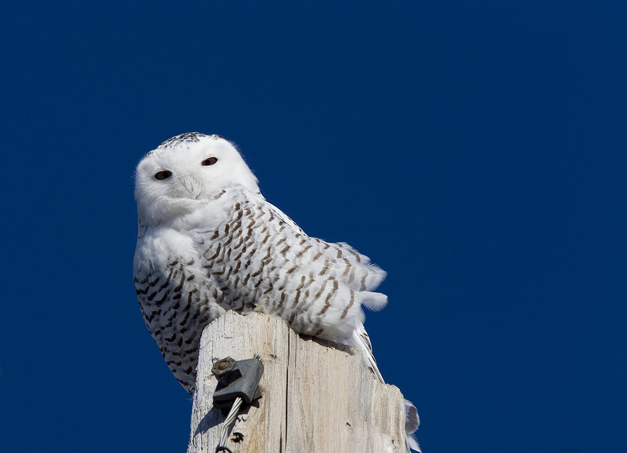 Snowy Owl Perched Photograph by Mark Duffy - Fine Art America