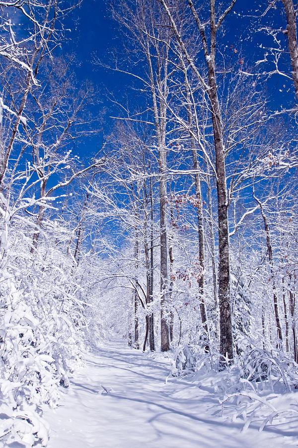 Forest Paths Photograph - Snowy Path #1 by Rob Travis