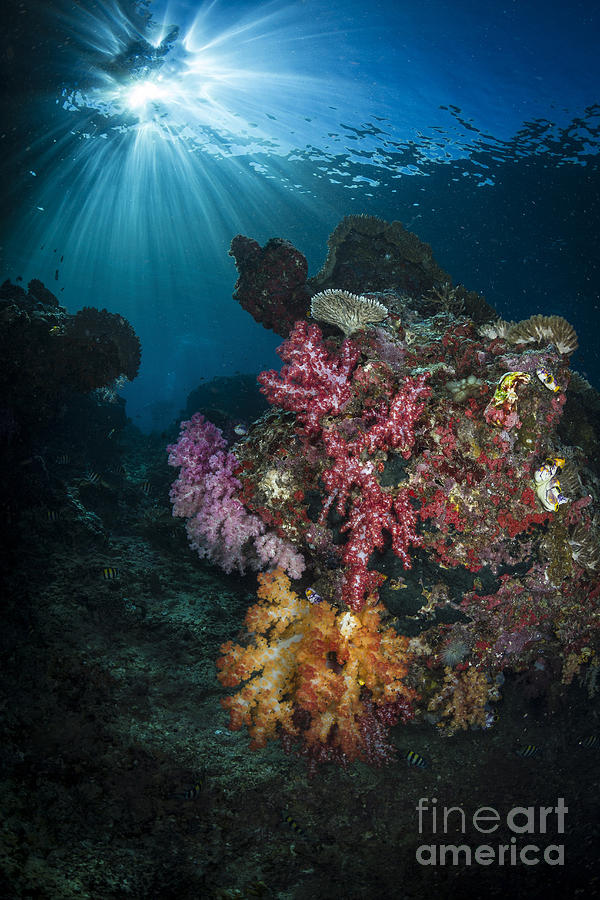 Nature Photograph - Soft Coral And Sunburst In Raja Ampat #1 by Todd Winner