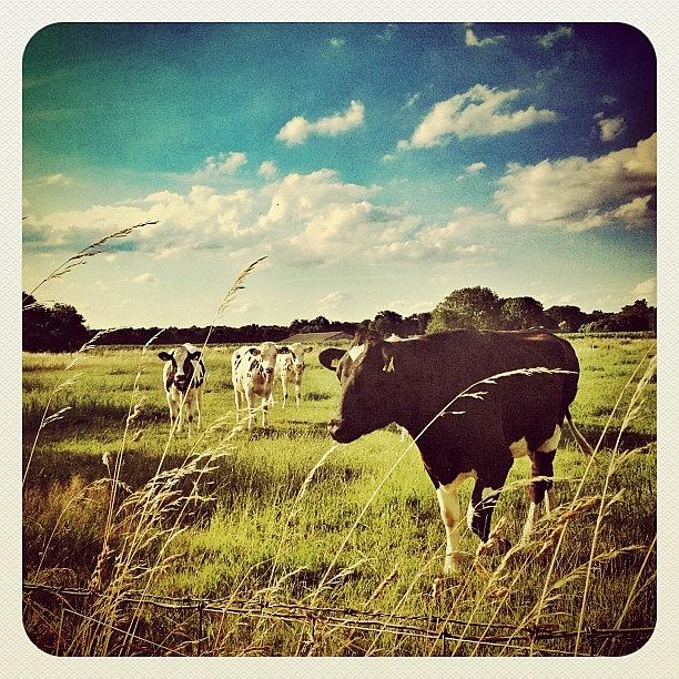 Cow Photograph - Some #cows #1 by Wilbert Claessens