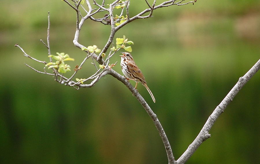 Song Sparrow #1 Photograph by Mary McAvoy