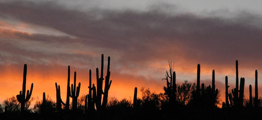 Sonoran desert sunset #1 Photograph by Elvira Butler