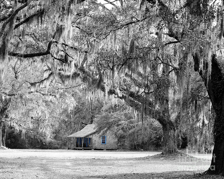 Southern Shade Selective Color Photograph by Al Powell Photography USA