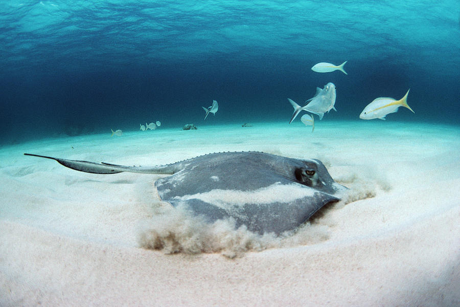 Southern Stingray Photograph by Georgette Douwma - Fine Art America