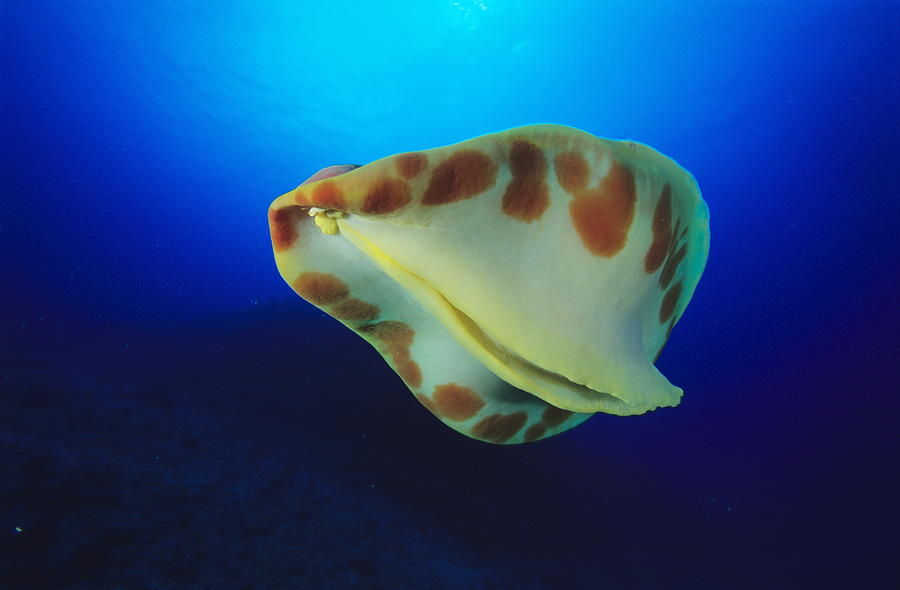 Spanish Dancer Sea Slug Photograph by Alexis Rosenfeld