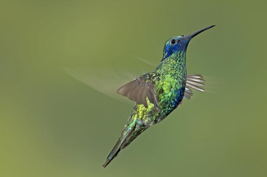 Feather Photograph - Sparkling Violetear Hummingbird #1 by Tony Camacho