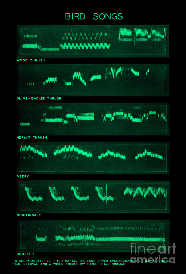 Spectrogram Of Bird Songs #1 Photograph by Omikron
