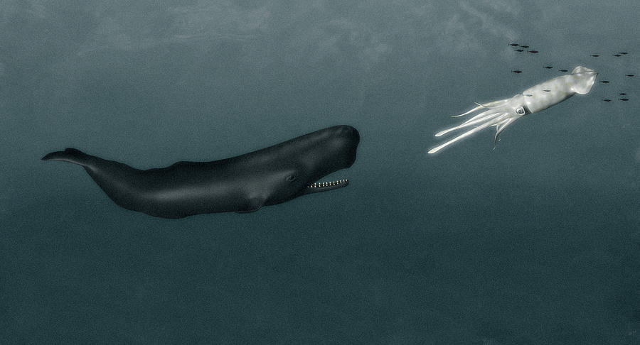 Sperm Whale And Giant Squid Photograph by Christian Darkin - Pixels
