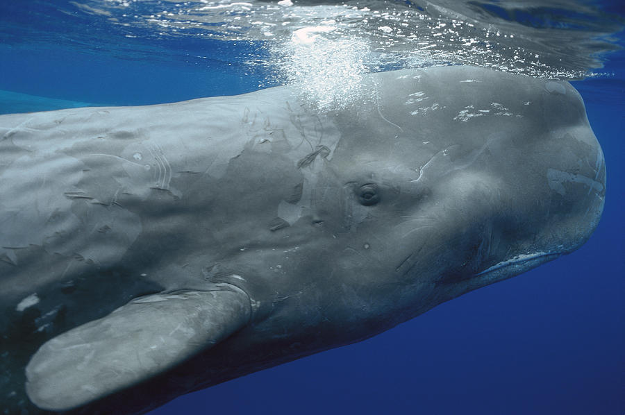 Mammal Photograph - Sperm Whale Physeter Macrocephalus #1 by Hiroya Minakuchi