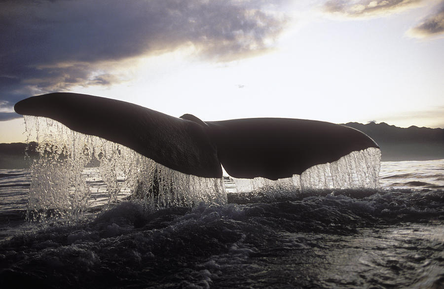 Sperm Whale Tail At Sunset New Zealand #1 Photograph by Flip Nicklin