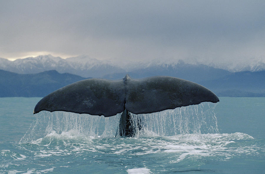 Sperm Whale Tail New Zealand #1 Photograph by Flip Nicklin