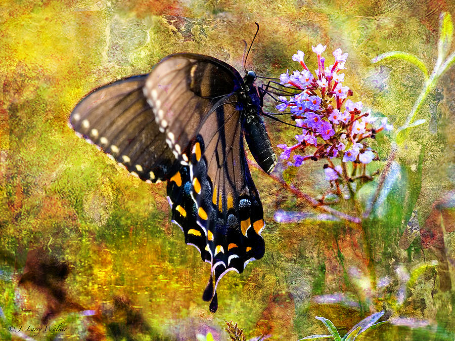 Spicebush Butterfly Looking Pretty #1 Digital Art by J Larry Walker