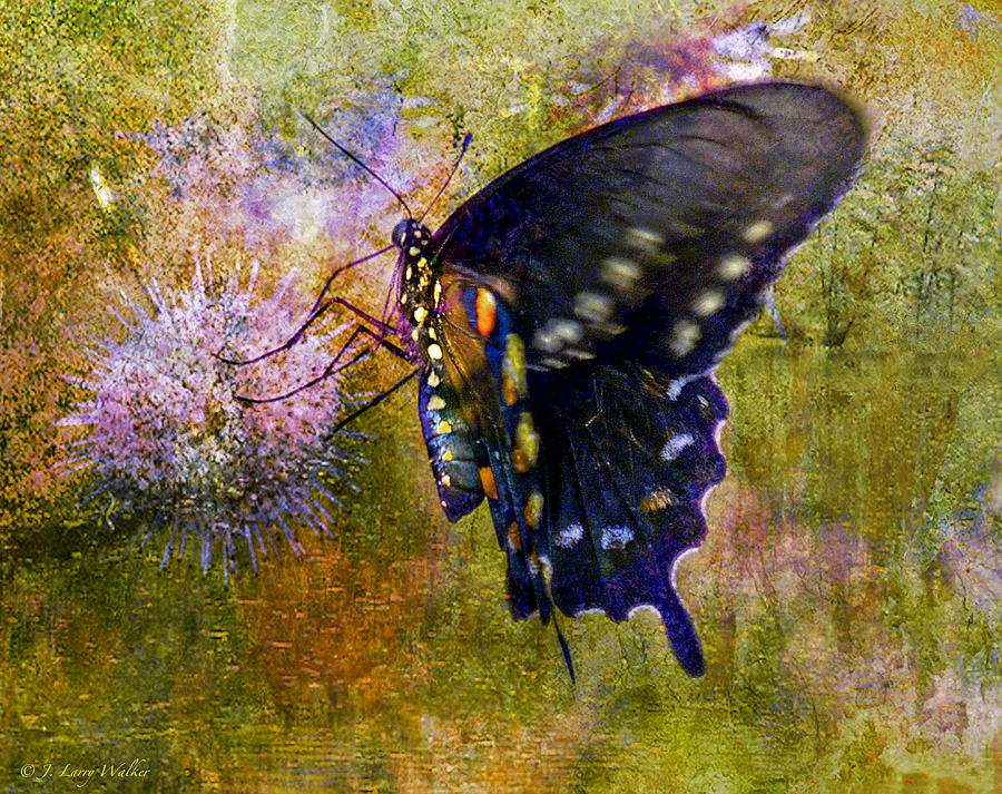 Spicebush Swallowtail Butterfly #1 Digital Art by J Larry Walker