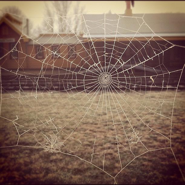 Winter Photograph - Spiders Frost #1 by Kim Gourlay