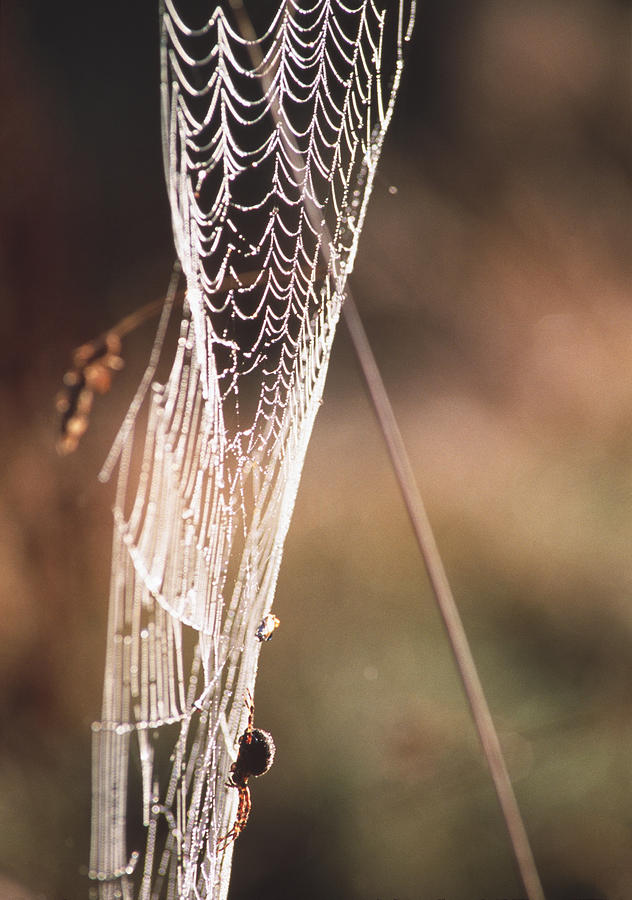 Spider Photograph - Spiders Web #1 by Alan Sirulnikoff