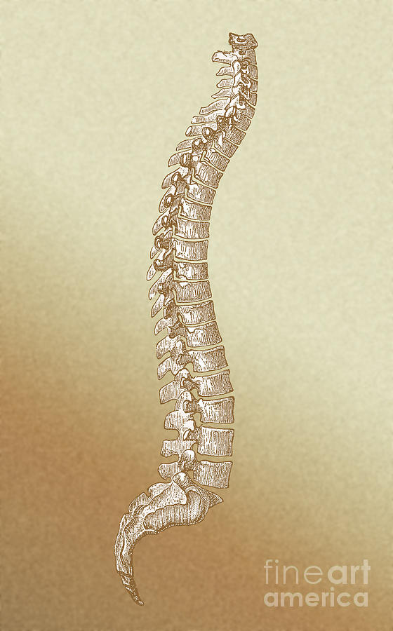 Spinal Column #1 Photograph by Science Source