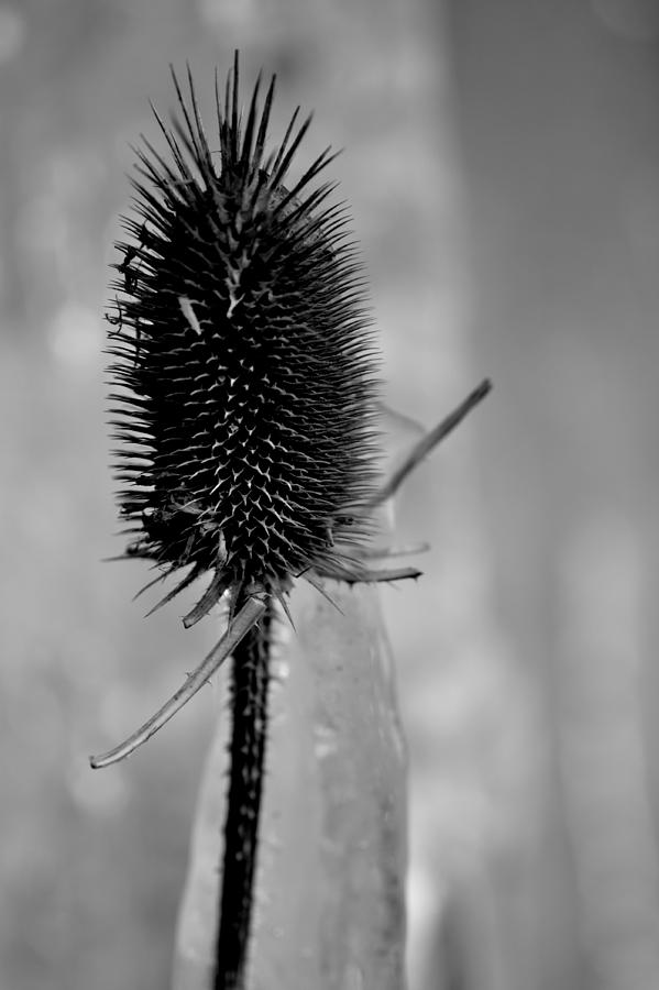Spines #1 Photograph by Justin  Olson