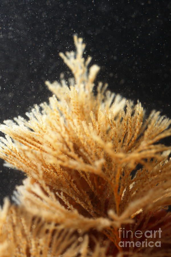 Spiral-tufted Bryozoan #1 Photograph by Ted Kinsman
