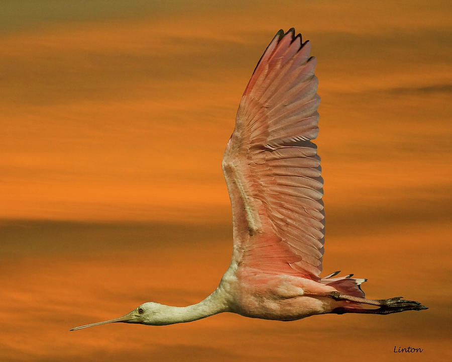 Spoonbill At Sunrise #1 Photograph by Larry Linton