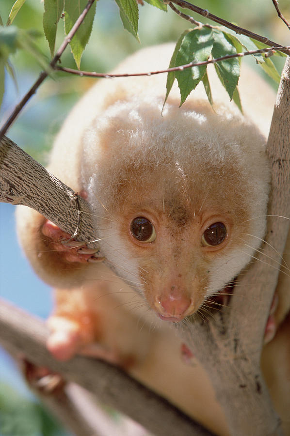 Spotted Cuscus Phalanger Maculatus #1 Photograph by Konrad Wothe