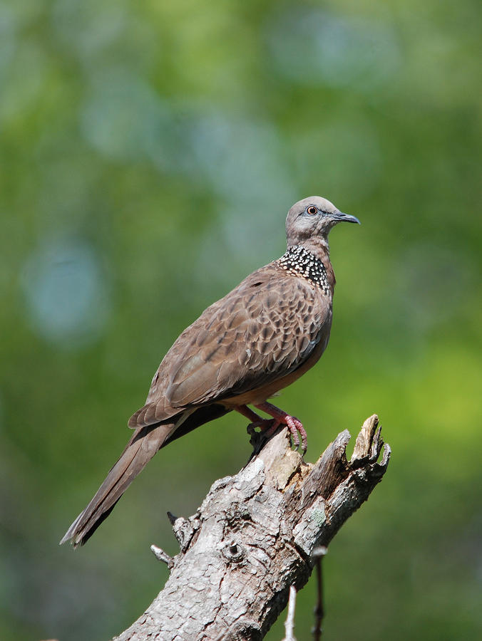 Spotted Dove #1 Photograph by Perry Van Munster