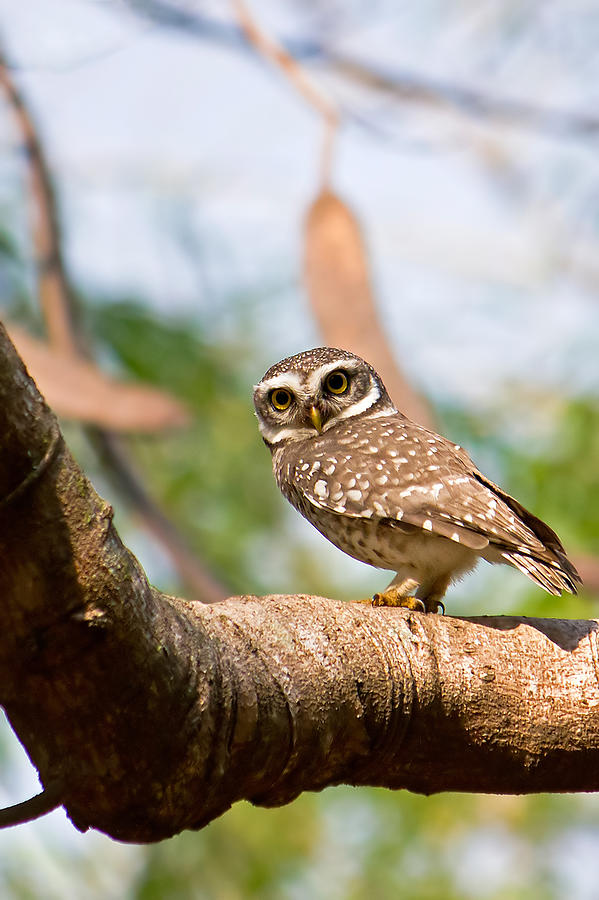 Spotted Owlet Photograph by Amith Nag Photography Spotted Owlet Photograph by Amith Nag Photography