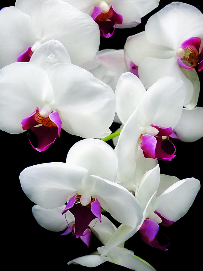 Orchid Photograph - Spray of Orchids #1 by Mary Lane