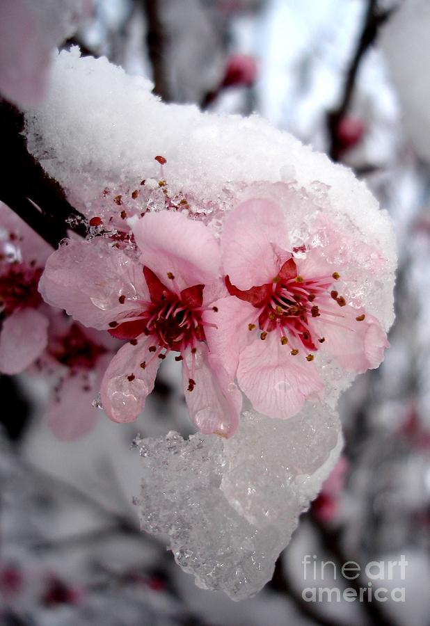 Spring Blossom Icicle Photograph by Kerri Mortenson Spring Blossom Icicle Photograph by Kerri Mortenson