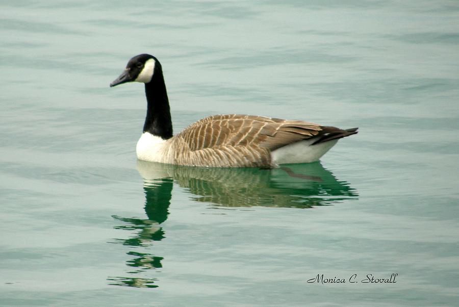 Spring Collection - Goose in Bay Harbor #1 Photograph by Monica C Stovall