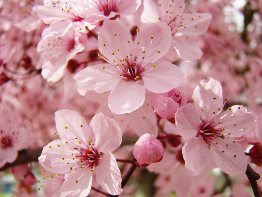 Spring Floral Pink Tree Blossoms Art Prints Baslee Troutman by Baslee ...