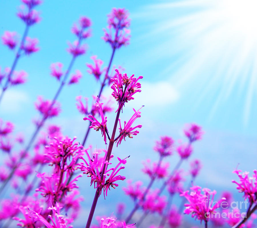 Spring flower background Photograph by Anna Om
