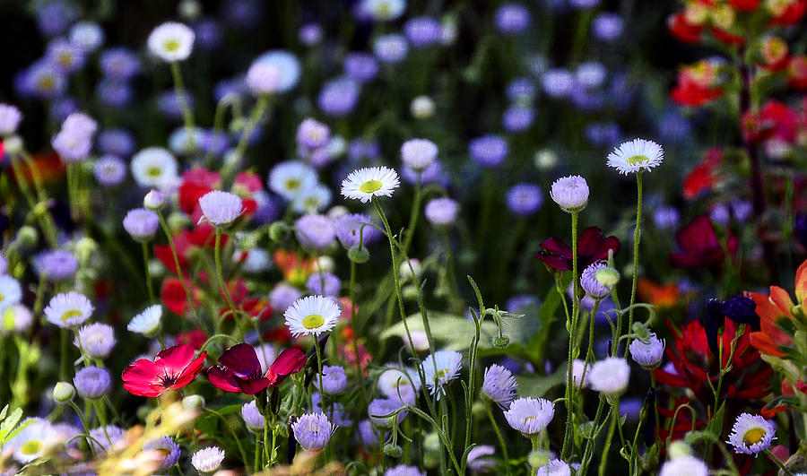 Spring Flowers  #2 Photograph by Saija Lehtonen