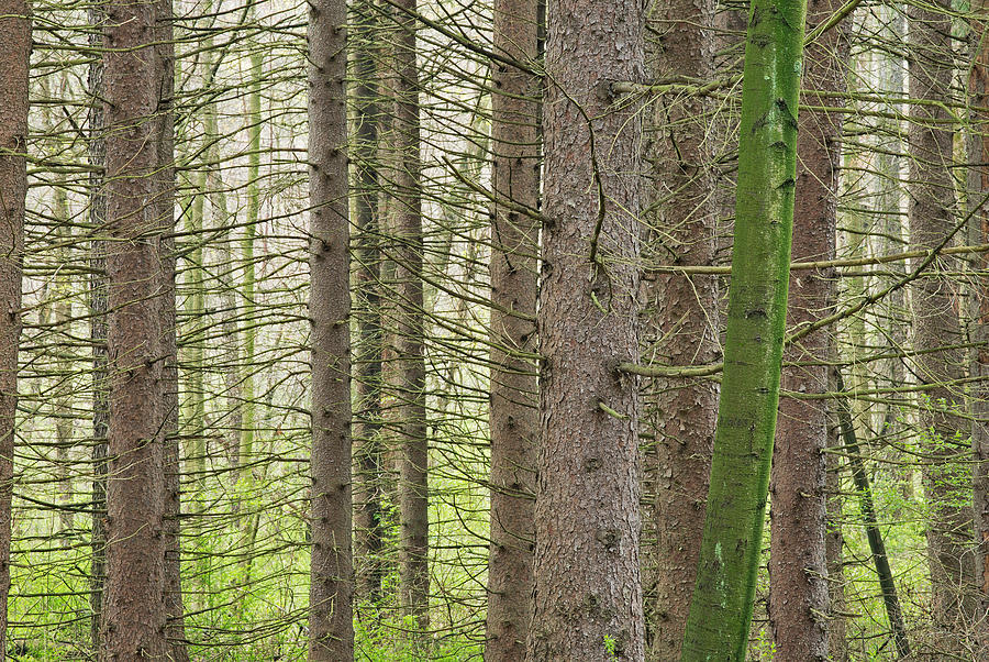 Spring Photograph - Spring Forest #1 by Dean Pennala