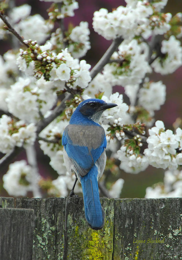 Blue Jay Photograph - Spring Has Sprung #1 by Donna Blackhall