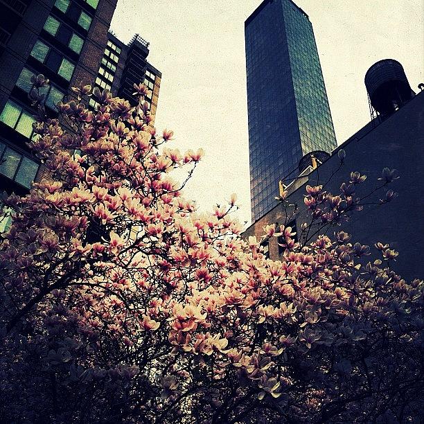 Spring Photograph - Spring In Manhattan #1 by Natasha Marco
