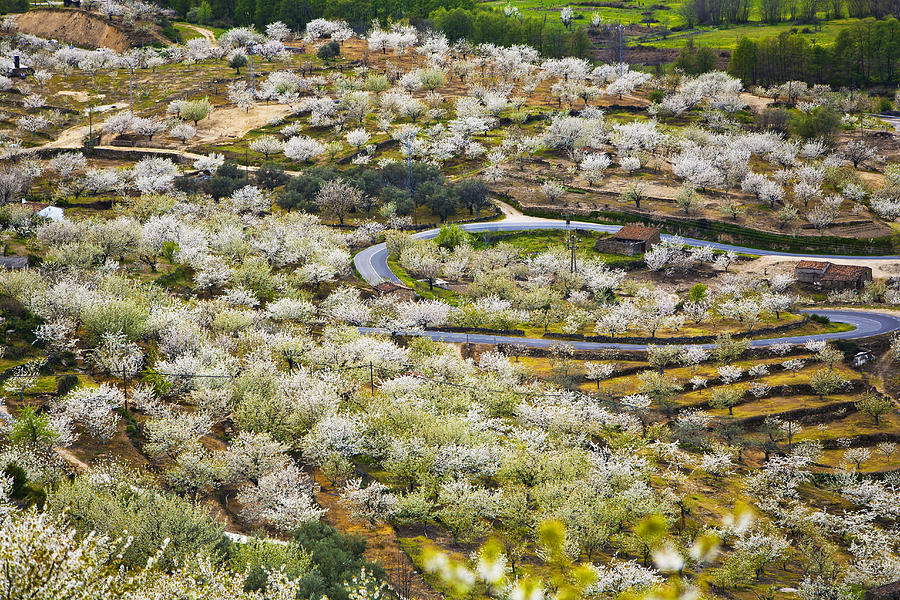 Spring Landscape In The Jerte Valley #1 Photograph by Gonzalo Azumendi