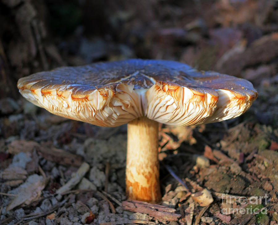 Spring Mushroom #1 Photograph by Patricia Januszkiewicz