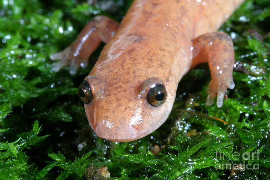 Animal Photograph - Spring Salamander #1 by Ted Kinsman