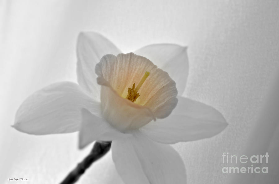 Spring Softness #1 Photograph by Lila Fisher-Wenzel