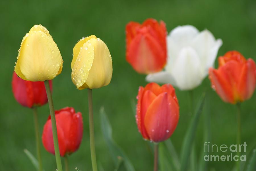 Spring Tulips #2 Photograph by Living Color Photography Lorraine Lynch