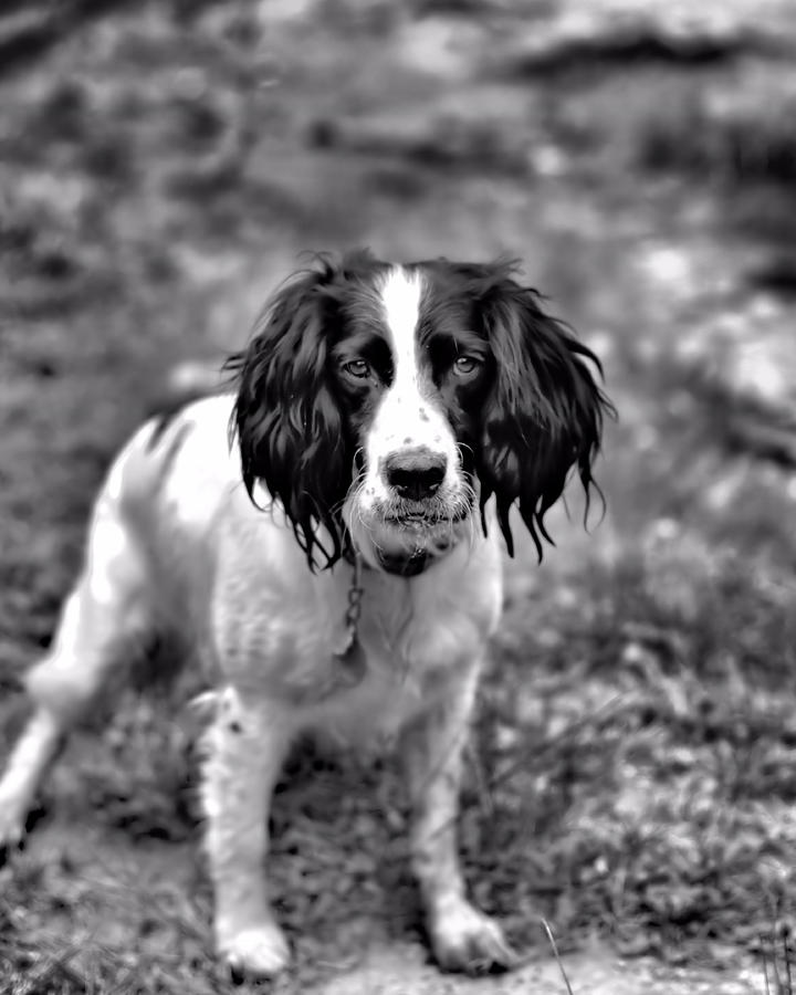  Lady the Springer Spaniel Photograph by Marlo Horne