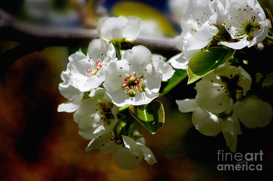 Springtime Pear Delight #1 Photograph by Vicki Pelham