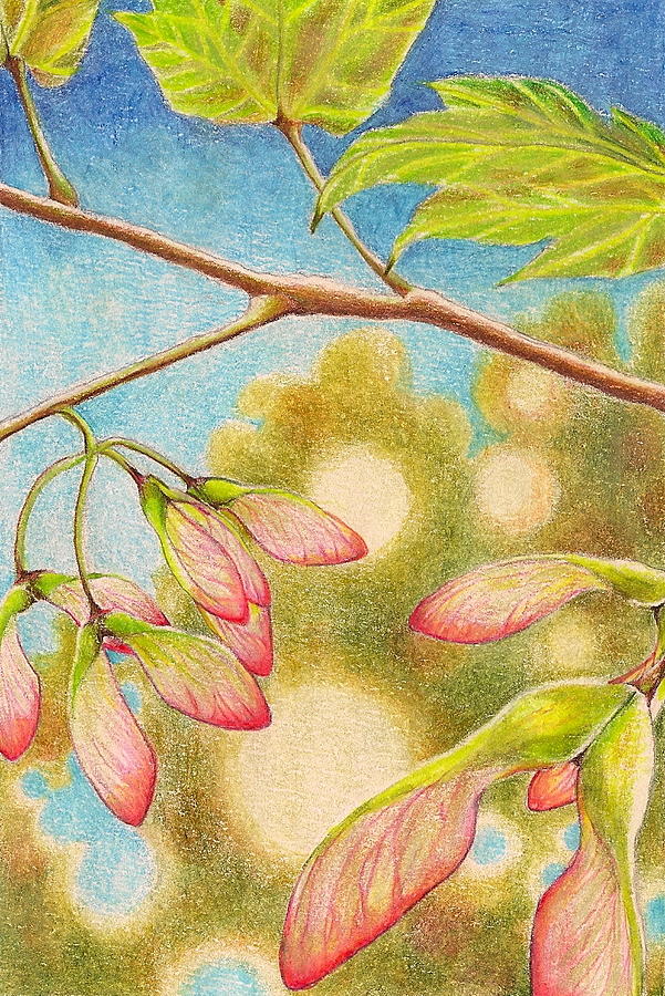 Spring Samara 2 Drawing by Robin Birrell