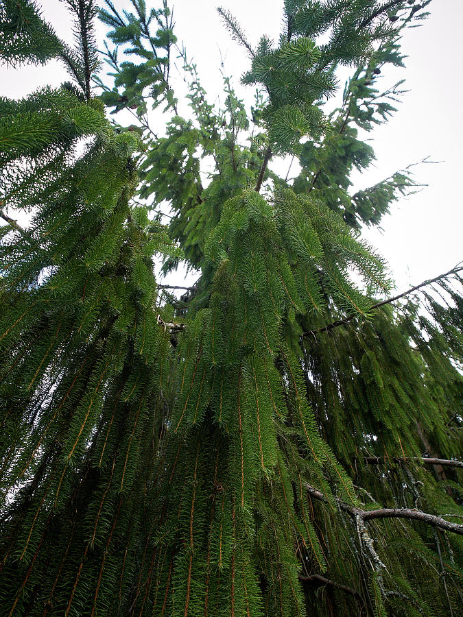 Summer Photograph - Spruce vigrata by Jouko Lehto Summer Photograph - Spruce vigrata by Jouko Lehto