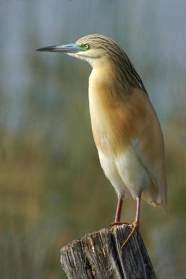 Squacco Heron #1 Photograph by Perry Van Munster